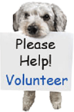 Volunteer Dog