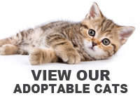 View all our adoptable cats on Petfinder