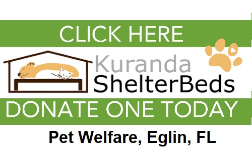 Donate a shelter bed to Pet Welfare
