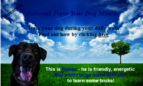 January Is Train Your Dog Month